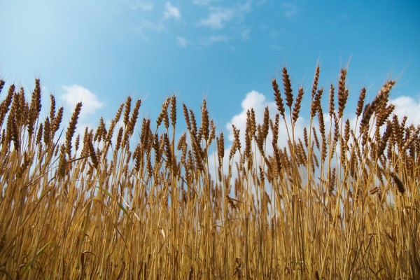 地産地消 × 滋賀県版SDGｓで、県産小麦をまるごと活用
